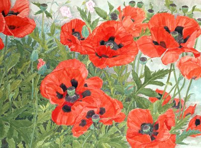 Poppies by Linda Benton
